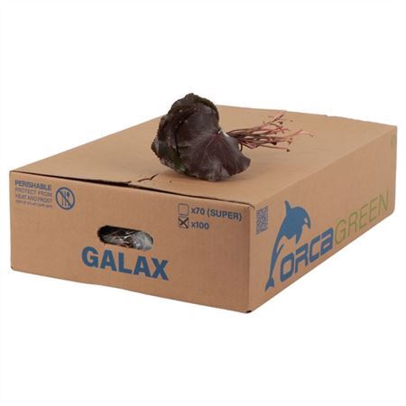 <h4>Galax</h4>