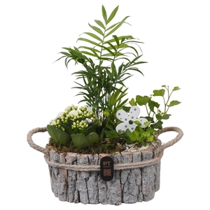 Arr.    Planten  L%
