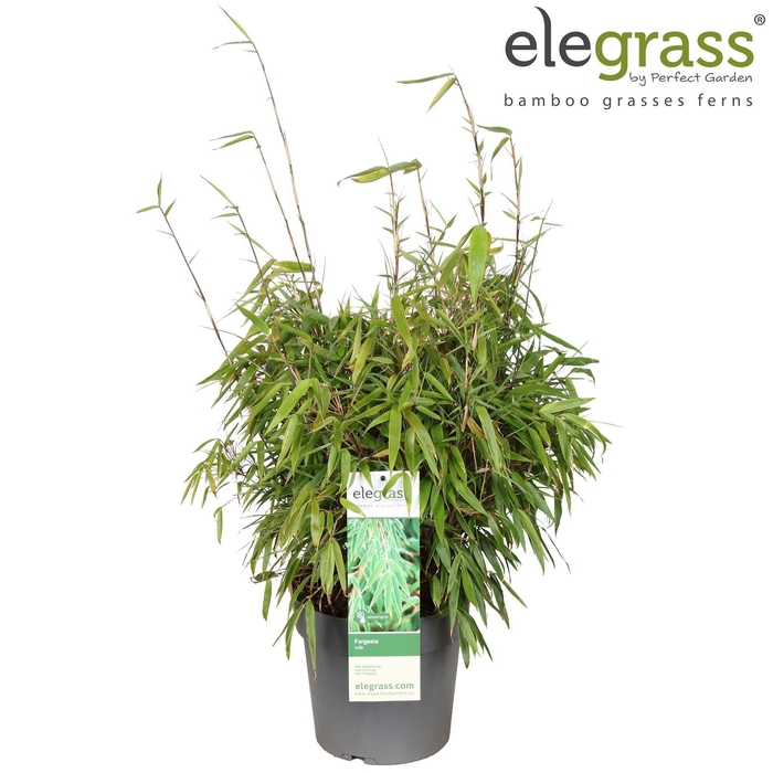 Fargesia rufa