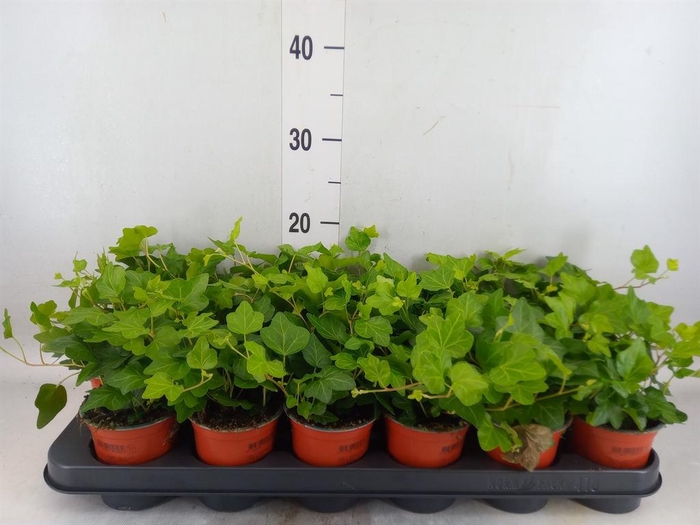 <h4>Hedera helix 'Wonder'</h4>