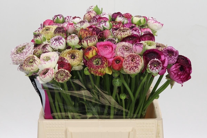 <h4>Ranunculus Elegance Cappucino Mix</h4>