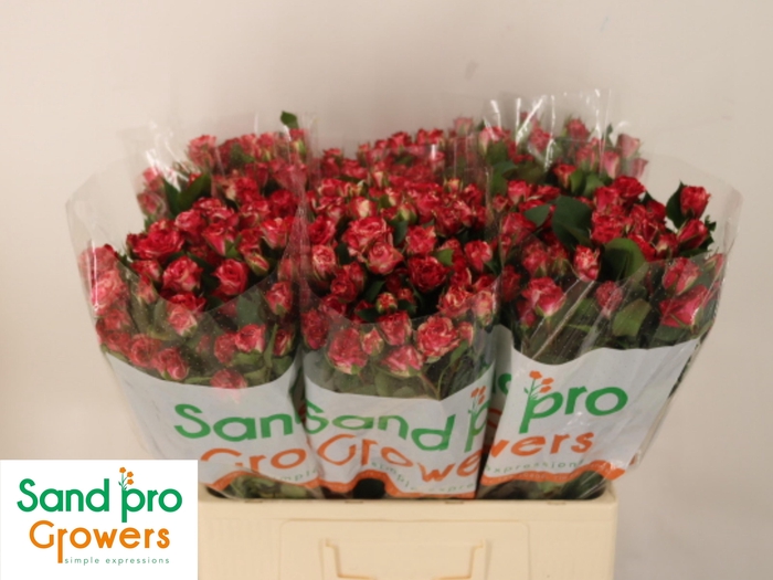 <h4>R Tr Fireworks</h4>