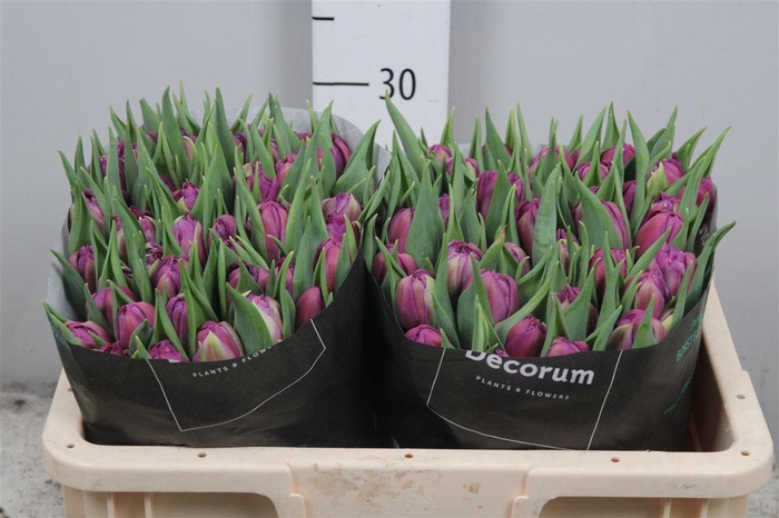 <h4>Tu Du Respectable</h4>