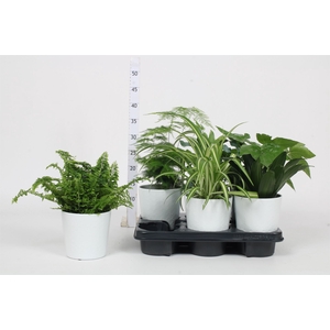 Planten  ..mix