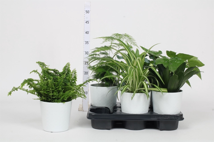 <h4>Planten  ..mix</h4>