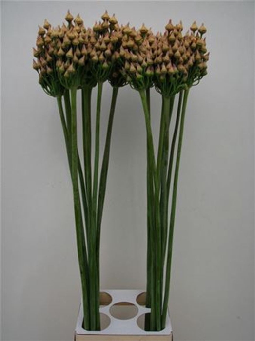 <h4>Allium Afterbells</h4>