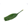 Aspidistra 70cm (groene Doos)
