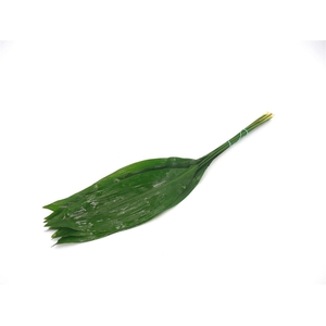 Aspidistra 70cm