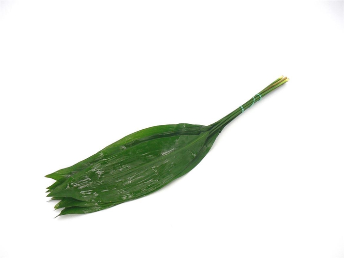 <h4>Aspidistra 70cm</h4>