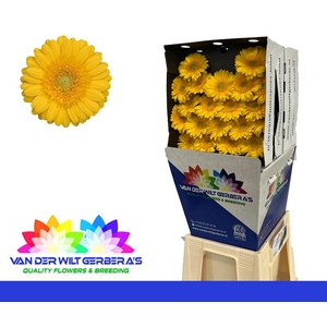 Germini Banana Diamond