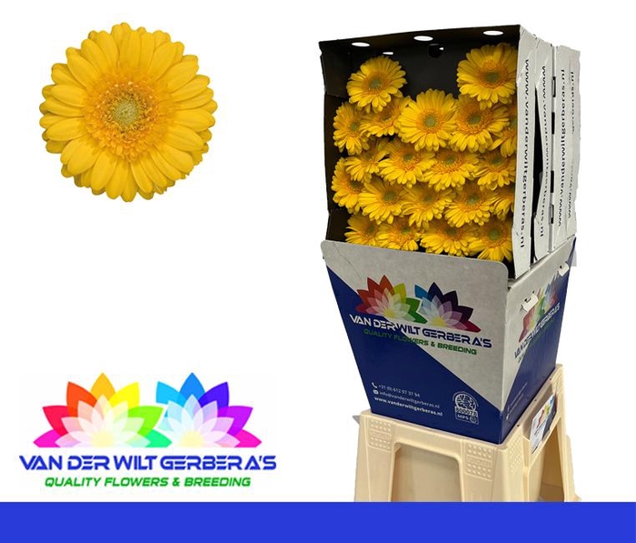 <h4>Germini Banana Diamond</h4>