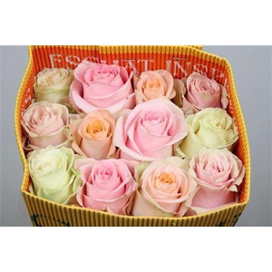 Rosa GR  ...mix pastel in bos