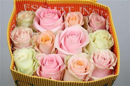 <h4>Rosa GR  ...mix pastel in bos</h4>