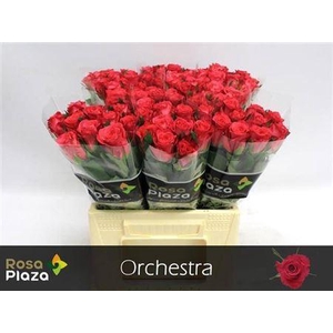 R Gr Orchestra