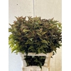 PHYSOCARPUSBLAD BONT 090CM