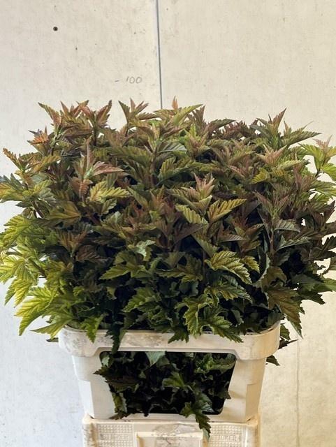 PHYSOCARPUSBLAD BONT 090CM