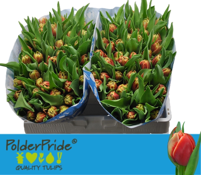 <h4>TU DU CONCORDE</h4>