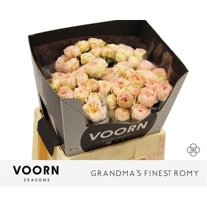 R TR GRANDMA F ROMY