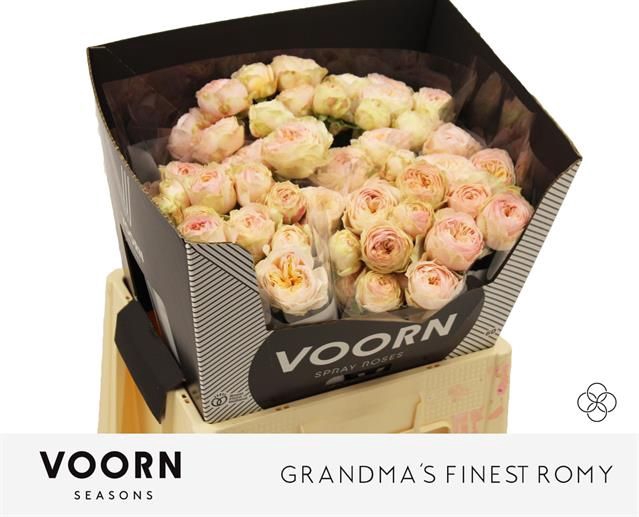 <h4>R TR GRANDMA F ROMY</h4>
