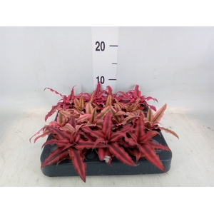 Cryptanthus   ...mix