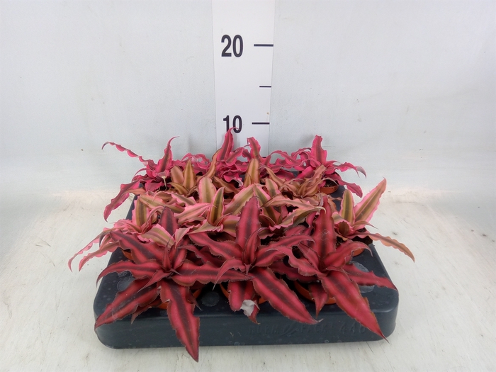 <h4>Cryptanthus   ...mix</h4>