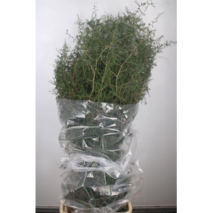 ASPARAGUS SALVATICO X25 WILD*