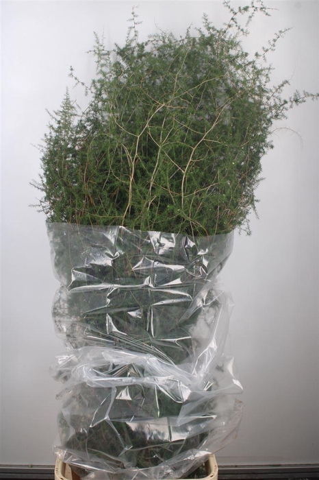 <h4>ASPARAGUS SALVATICO X25 WILD*</h4>