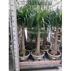 Beaucarnea recurvata