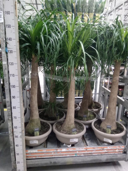 <h4>Beaucarnea recurvata</h4>