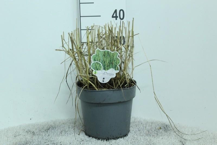 Panicum Virgatum Totem Pole Prairie Sky