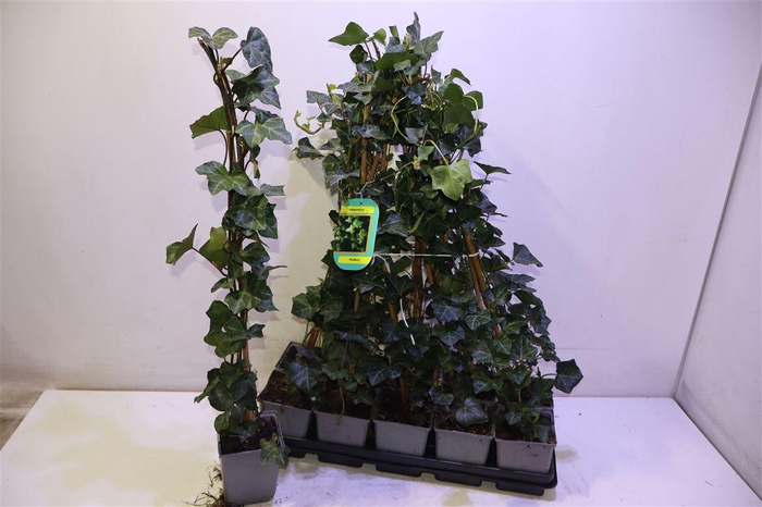 <h4>Hede Hibernica</h4>