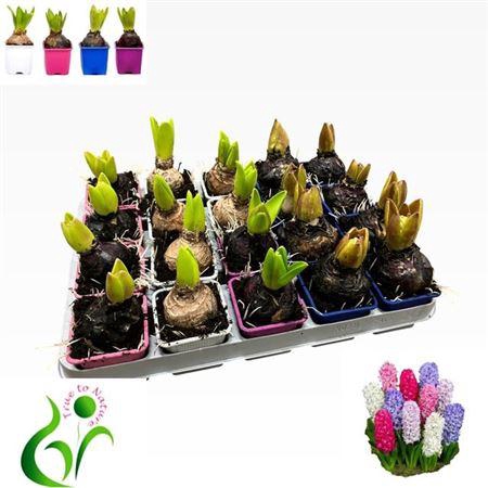 <h4>Hyacin Gem 4 Kl</h4>