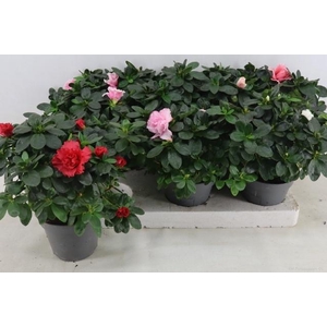 RHODO SI VOGEL GEM