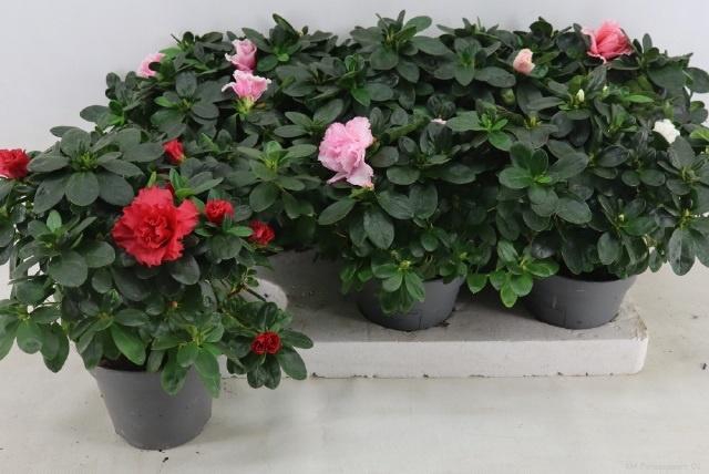 <h4>RHODO SI VOGEL GEM</h4>