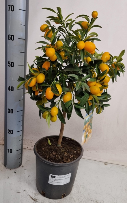 <h4>CITR MARGARITA</h4>