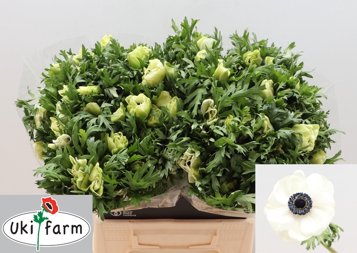 <h4>ANEM CO GALIL WIT</h4>