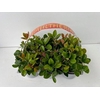 Gaultheria
