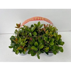 Gaultheria