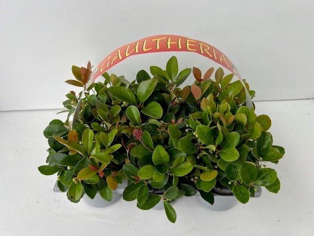 <h4>Gaultheria</h4>