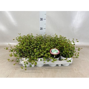 Muehlenbeckia com. 'Mao'ri'