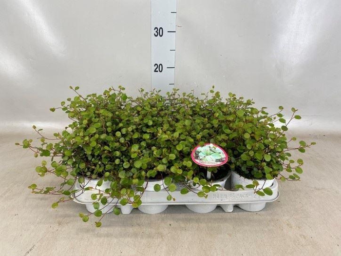 <h4>Muehlenbeckia com. 'Mao'ri'</h4>