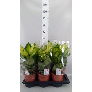 Dieffenbachia  'Camilla'