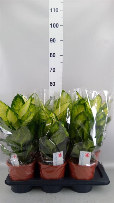 <h4>Dieffenbachia  'Camilla'</h4>