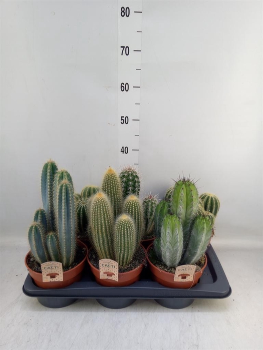 <h4>Cactus   ...mix</h4>