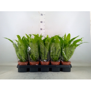 Asplenium antiquum