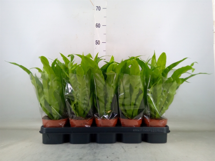 <h4>Asplenium antiquum</h4>