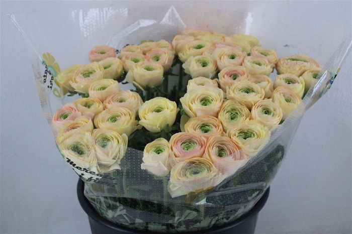 <h4>Ran Cloni Sup Touareg Pastel</h4>