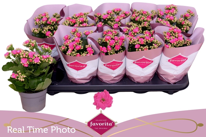 <h4>KAL GE PERFECTA PINK</h4>