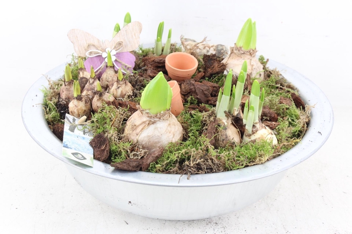 arr4 Bollenmix JS - Zink schaal XL