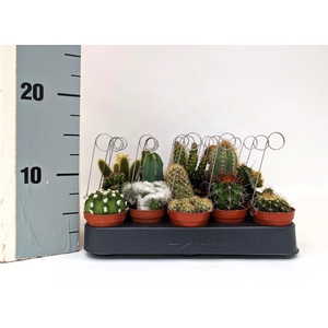 CACTUS GEM